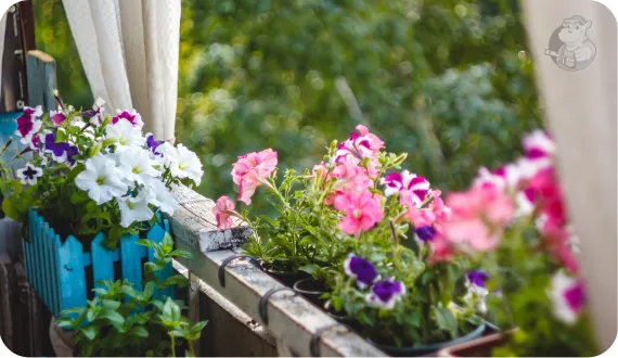 skrzynki balkonowe z kwiatami